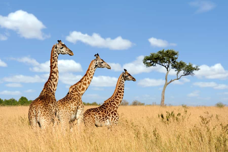 Hartbeespoort: Lion and Safari Park Guided Tour - Why the lion enclosures get the most attention