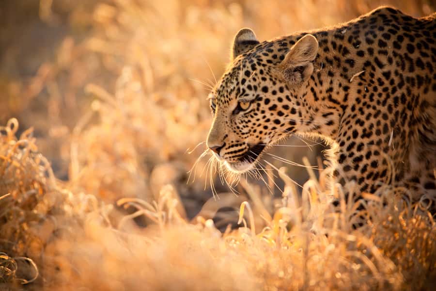 Hartbeespoort: Lion and Safari Park Guided Tour - Starting with antelopes in the open area