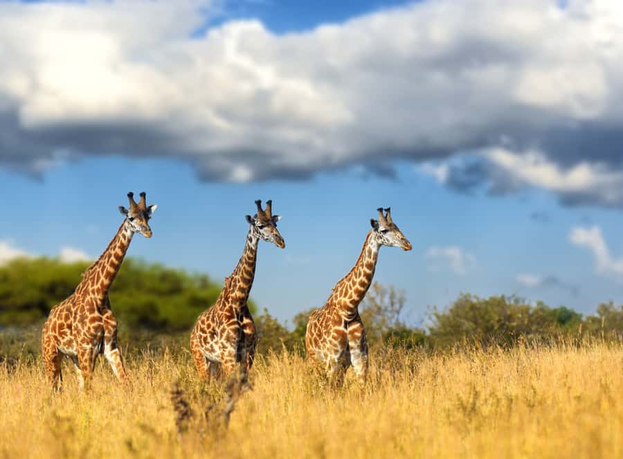 Hartbeespoort: Lion and Safari Park Tour - Key points to know before you go
