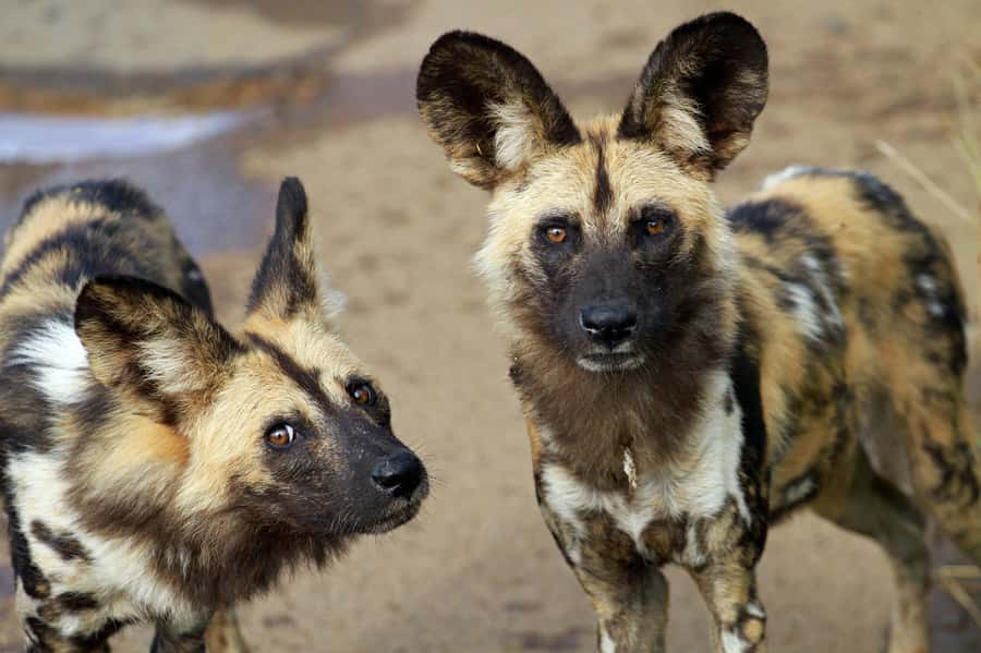 Hartbeespoort: Lion and Safari Park Tour - Starting at the Lion and Safari Park