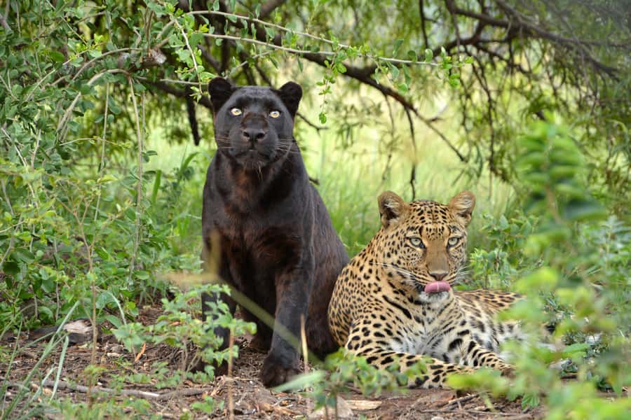 Hartbeespoort: Lion and Safari Park Tour - The Crocodile River beach stop