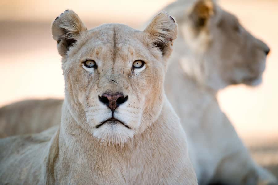 Hartbeespoort: Lion and Safari Park Tour - Who should book this safari?