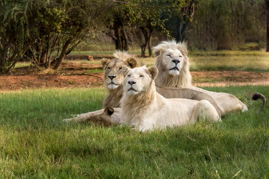 Hartbeespoort: Lion and Safari Park Tour - Meeting the park’s famous predators