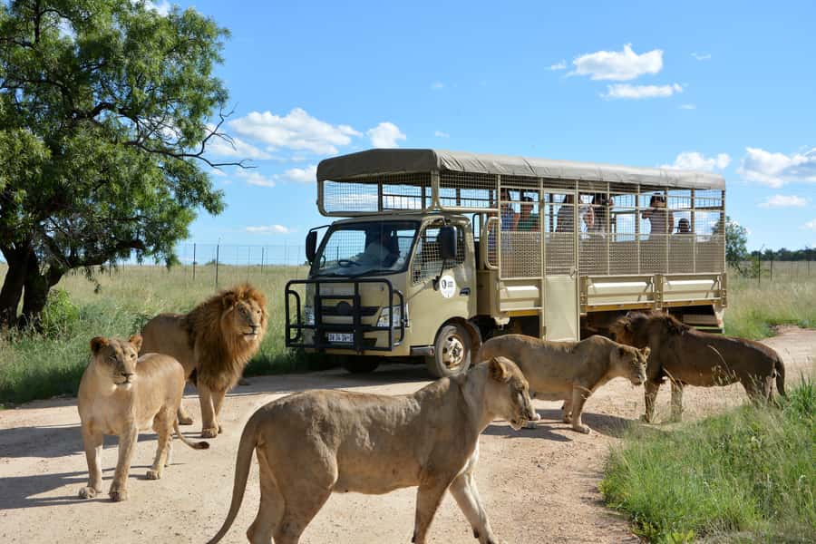 Hartbeespoort: Predator Safari with a Guide - Key points at a glance