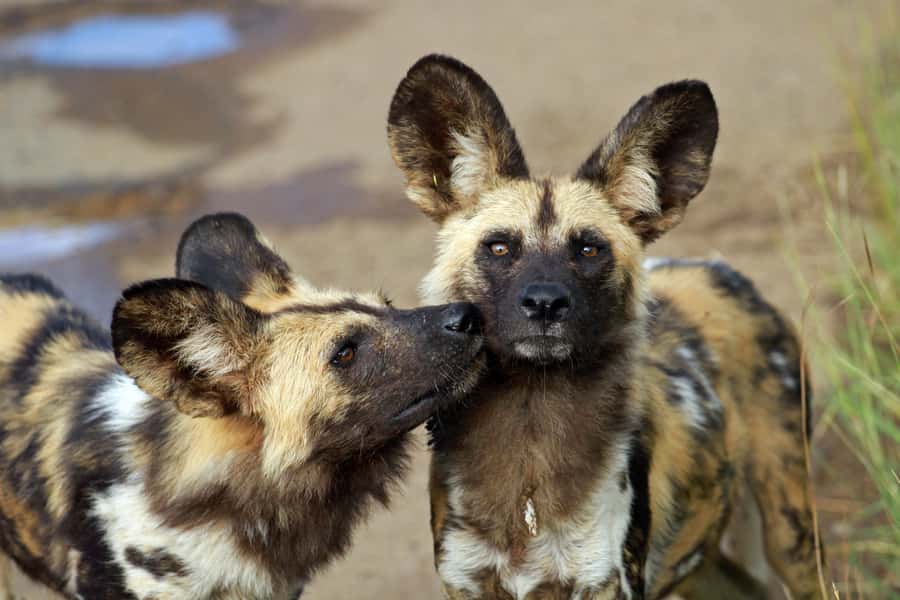 Hartbeespoort: Predator Safari with a Guide - Starting at the Lion & Safari Park departure lounge