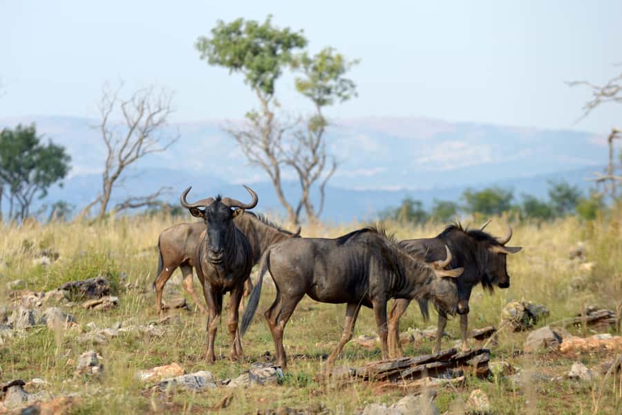 Hartbeespoort: Self-Drive Lion and Safari Park Tour - Five things to know before you go