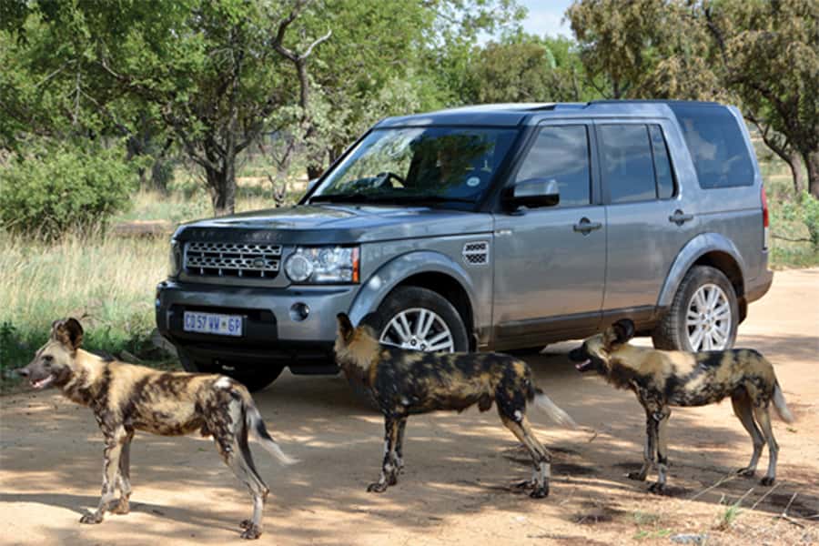 Hartbeespoort: Self-Drive Lion and Safari Park Tour - Lions, wild dogs, and cheetahs up close