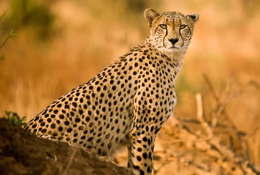 Hartbeespoort: Self-Drive Lion and Safari Park Tour - The extended game drive for antelope and other wildlife