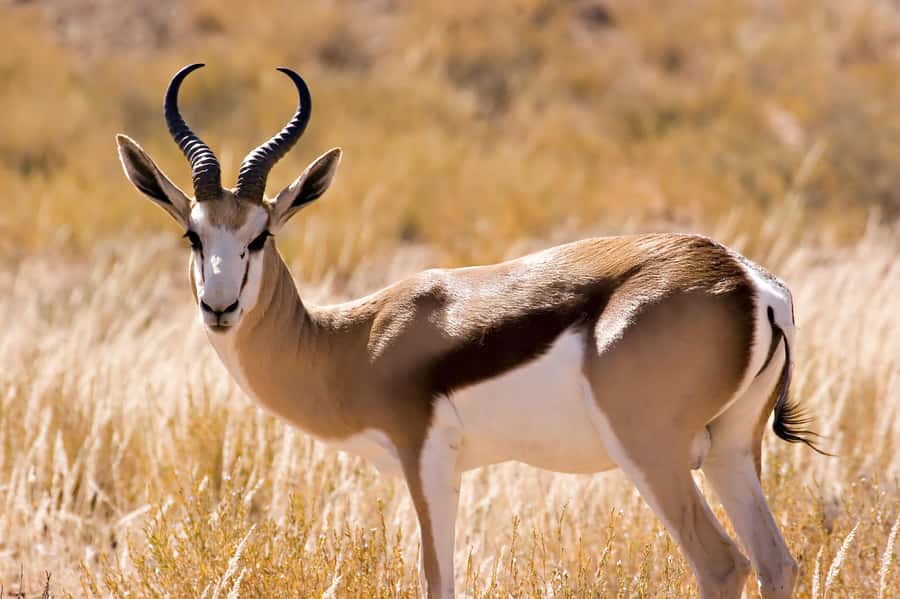Hartbeespoort: Self-Drive Lion and Safari Park Tour - Food, staff, and the practical feel of the visit
