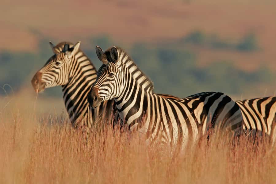 Hartbeespoort: Self-Drive Lion and Safari Park Tour - Who should book this self-drive tour?