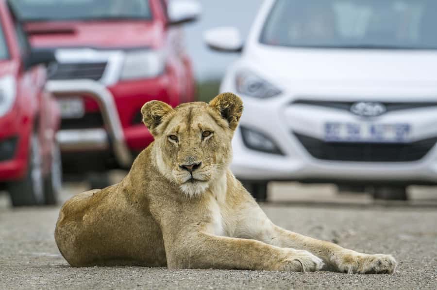 Hartbeespoort: Self-Drive Lion and Safari Park Tour - From the ticket office to the first enclosures