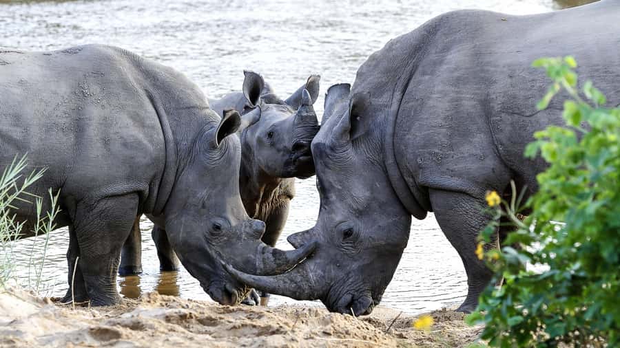Hazyview: Private Full-Day Guided Kruger Safari - Key points to know before booking