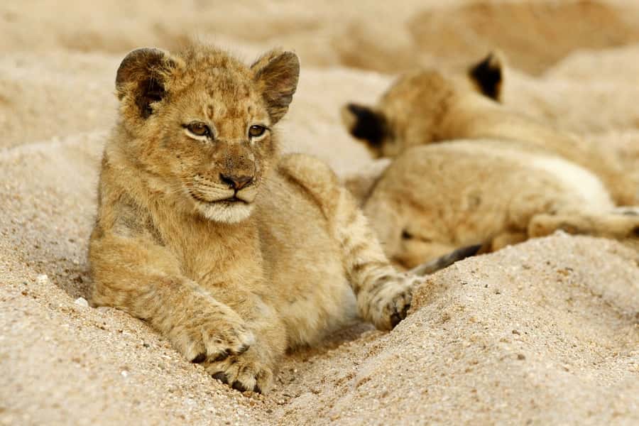 Hazyview: Private Full-Day Guided Kruger Safari - Leaving Hazyview for Kruger