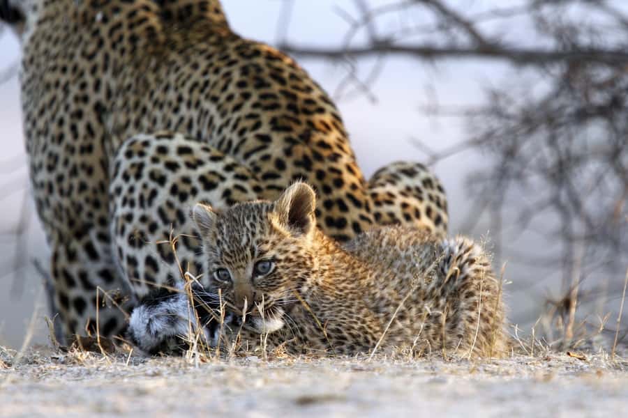 Hazyview: Private Full-Day Guided Kruger Safari - The first three hours: animals, trees, and patient searching