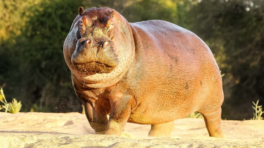 Hazyview: Private Full-Day Guided Kruger Safari - The 45-minute breakfast stop