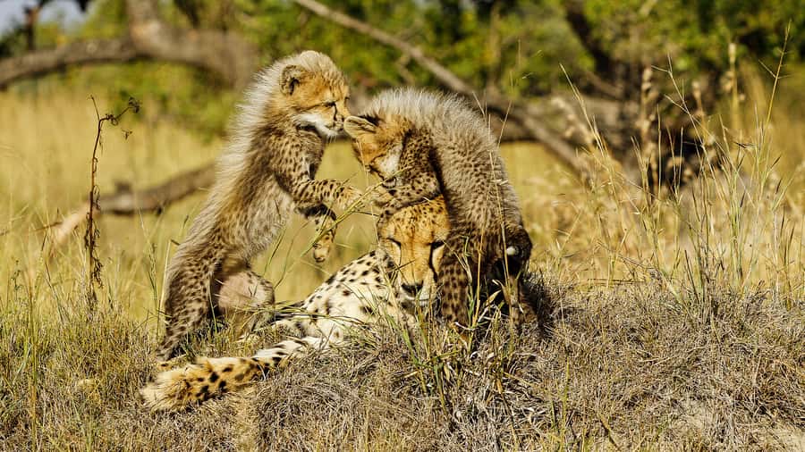 Hazyview: Private Full-Day Guided Kruger Safari - The second three-hour drive: rivers, mountains, and changing scenery