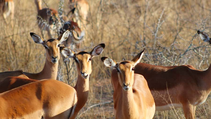 Hazyview: Private Full-Day Guided Kruger Safari - Lunch, then the final sightings toward Hazyview