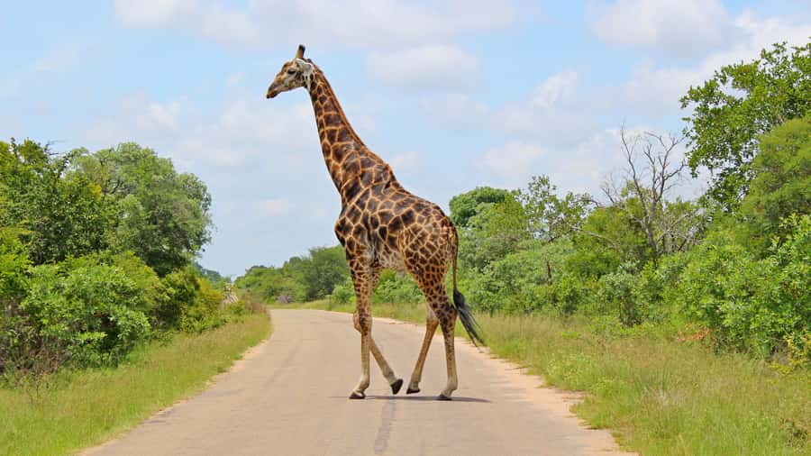 Hazyview: Private Full-Day Guided Kruger Safari - The guide makes or breaks this safari