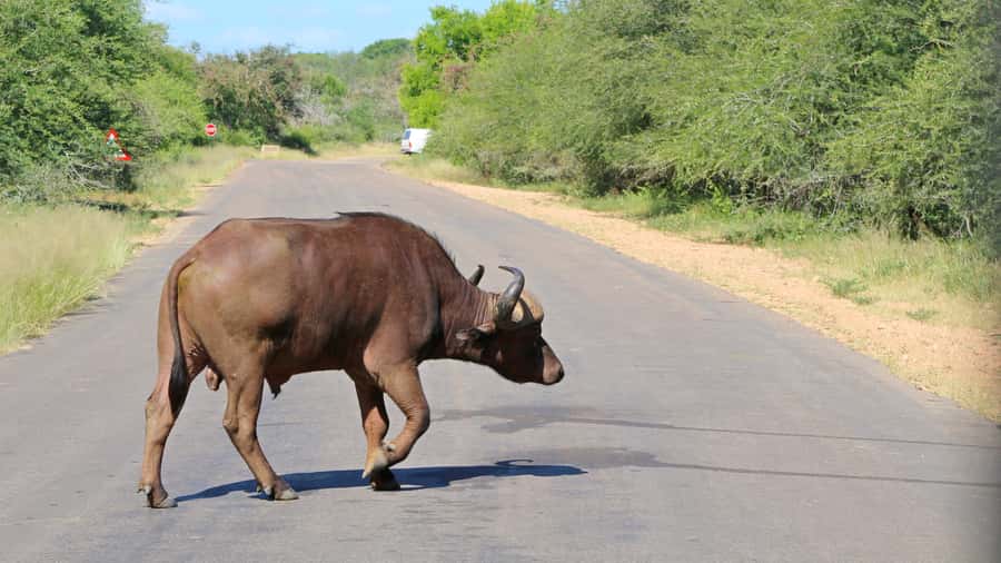 Hazyview: Private Full-Day Guided Kruger Safari - Who should book it, and who should think twice?