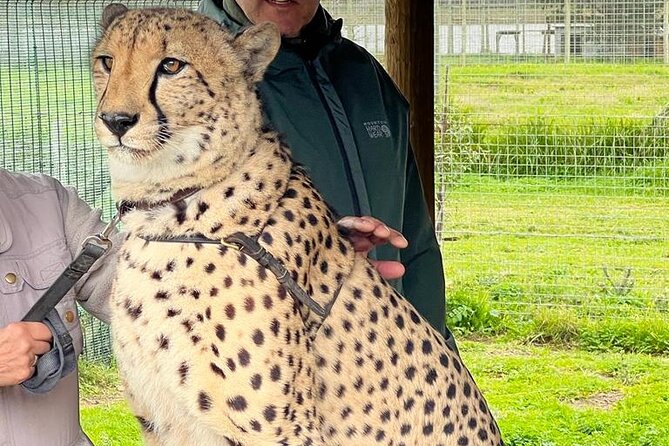 Helicopter, Boat Cruise, Big 5 Safari and Winelands Scenic Experience in 4 Days. - Day 4: Cheetahs, Pinotage, and Stellenbosch wine estates