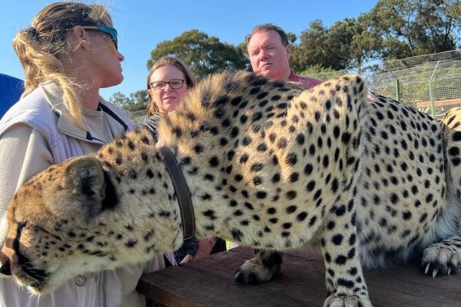 Helicopter, Boat Cruise, Big 5 Safari and Winelands Scenic Experience in 4 Days. - Should you book it?
