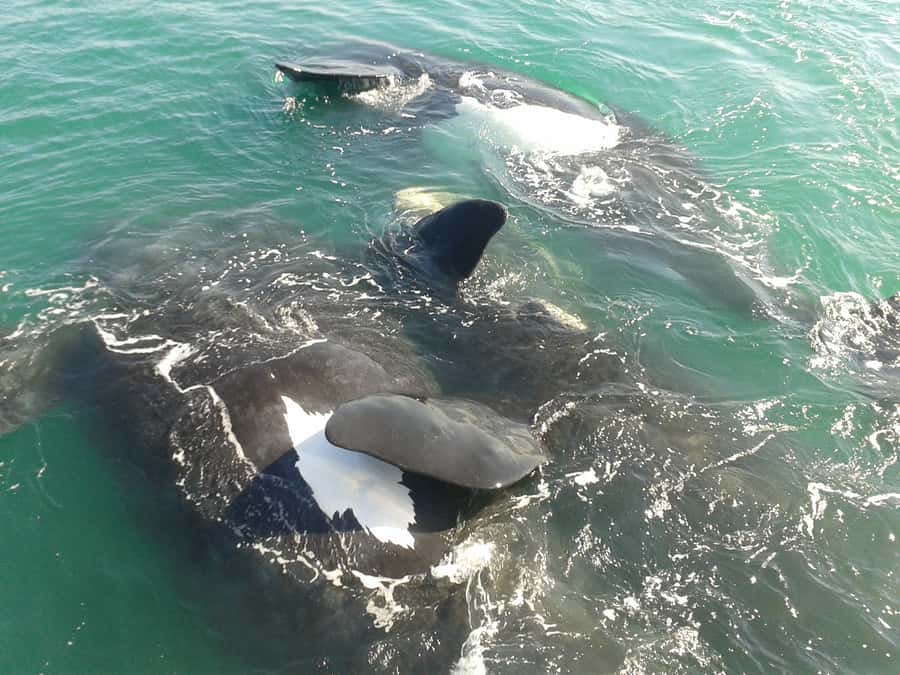 Hermanus: Boat Based Whale Watching Experience - Quick points before you book