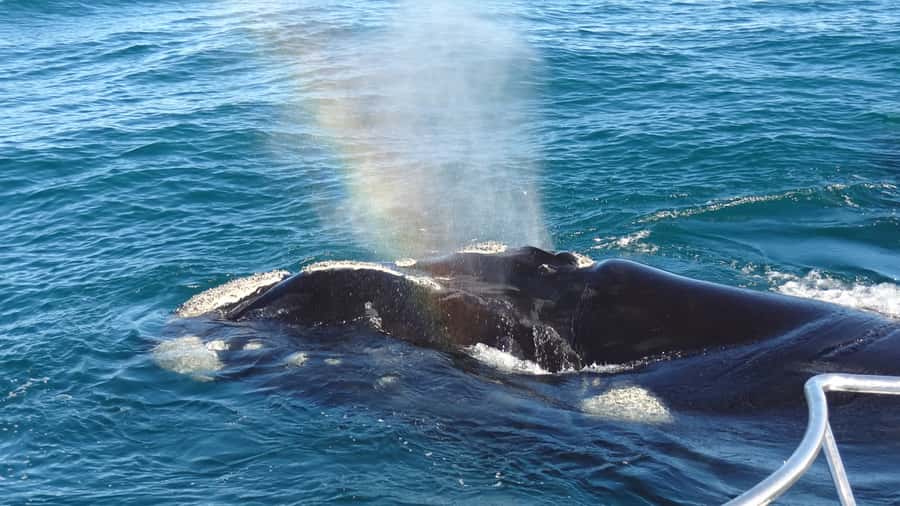 Hermanus: Boat Based Whale Watching Experience - Arriving at Hermanus New Harbour