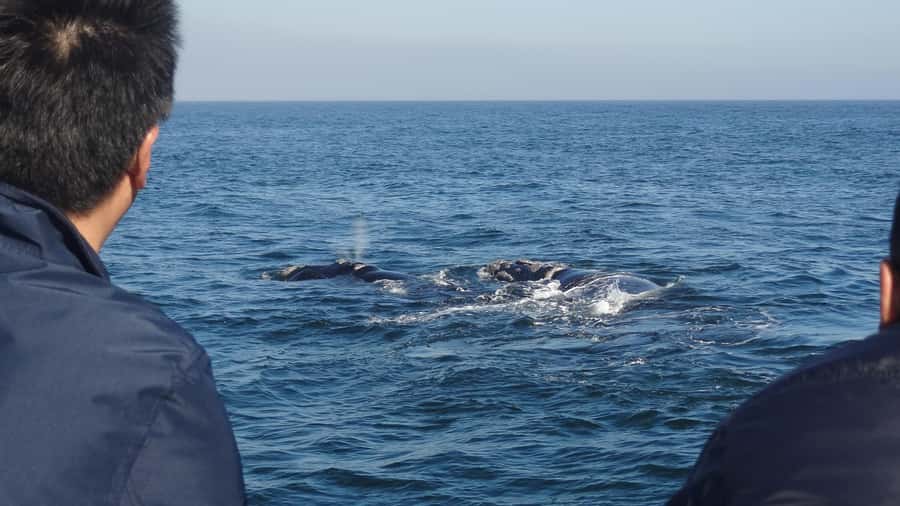 Hermanus: Boat Based Whale Watching Experience - Finding whales without chasing them