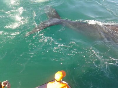 Boat Based Whale Watching Experience