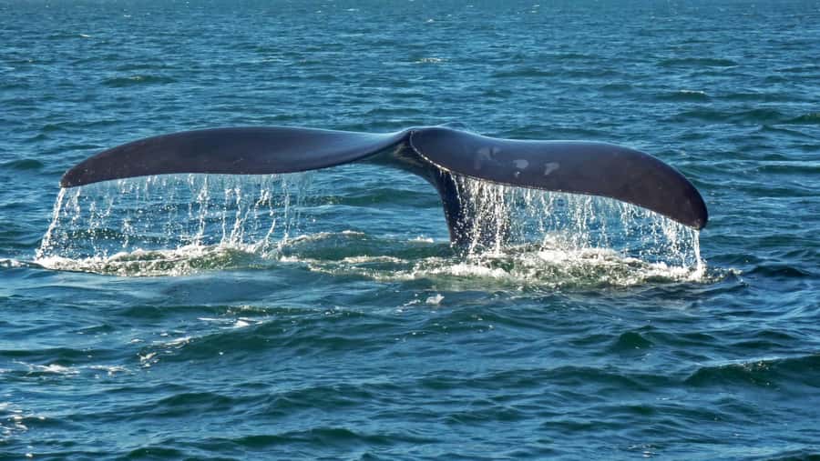 Hermanus: Boat Based Whale Watching Experience - Dolphins, seals, seabirds, and surprise sightings