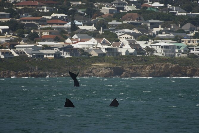 Hermanus Land based Whale Tour with Dave de Beer - Whale behavior, sightings, and photo chances