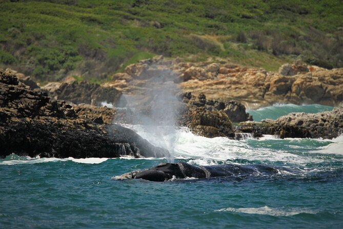 Hermanus Land based Whale Tour with Dave de Beer - Price, private access, and practical value