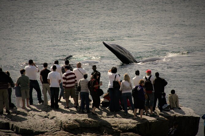 Hermanus Land based Whale Tour with Dave de Beer - Who will enjoy this Hermanus whale tour most?