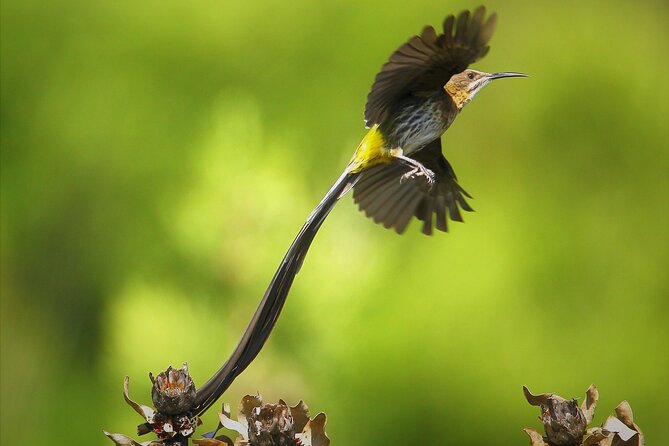 Hermanus & Overberg Birding - Starting before the day gets busy