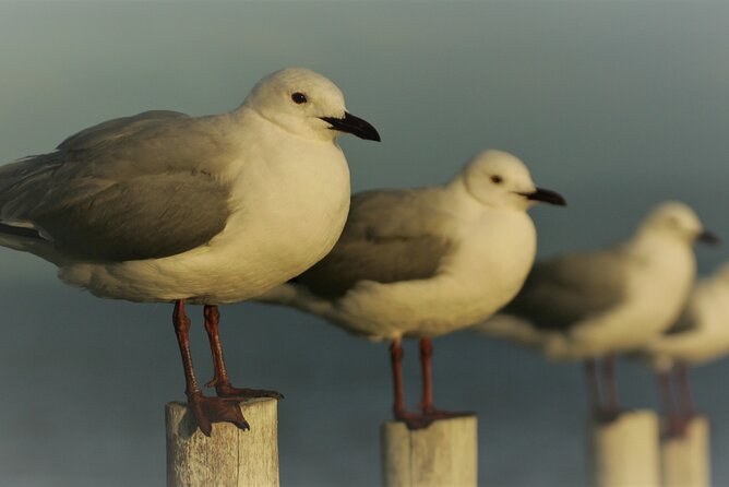 Hermanus & Overberg Birding - From seabirds to mountain fynbos