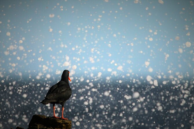 Hermanus & Overberg Birding - What is included, and what should you bring?