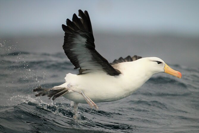 Hermanus & Overberg Birding - Who will enjoy this outing most?