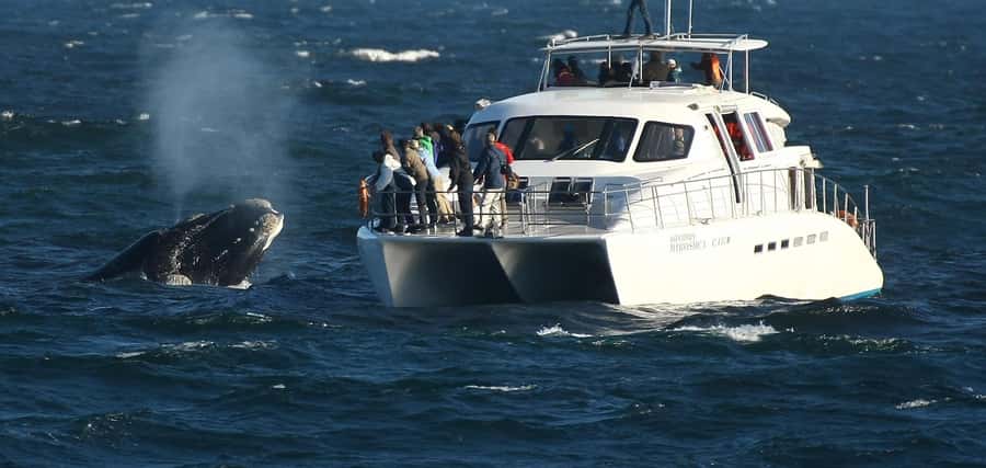 Hermanus: Whale and Dolphin Watching Boat Trip - What makes this Hermanus cruise worth your time