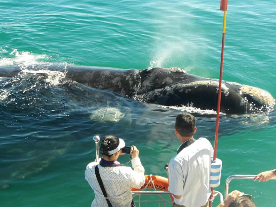 Hermanus: Whale and Dolphin Watching Boat Trip - Starting at the Whale Shack in New Harbour