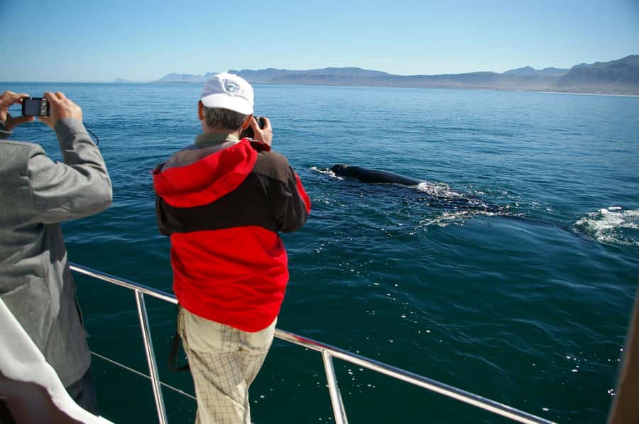 Hermanus: Whale and Dolphin Watching Boat Trip - Searching Walker Bay for southern right whales