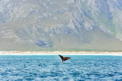 Whale and Dolphin Watching Boat Trip
