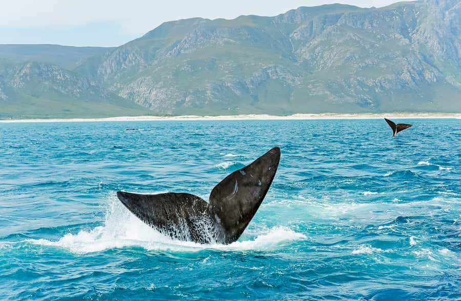 Hermanus: Whale and Dolphin Watching Boat Trip - An expert guide keeps the sightings meaningful