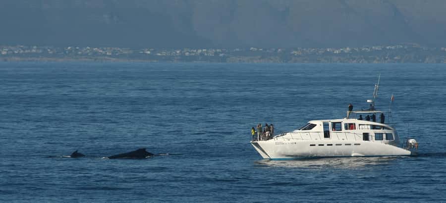 Hermanus: Whale and Dolphin Watching Boat Trip - Timing, children, and access