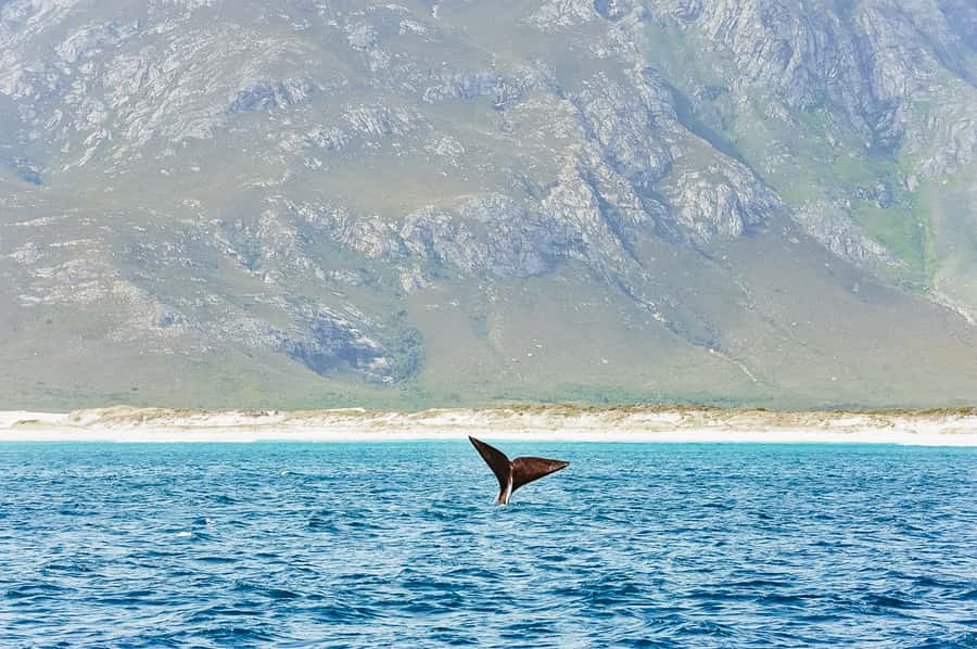 Hermanus: Whale and Dolphin Watching Boat Trip - A steady catamaran with room for a good view