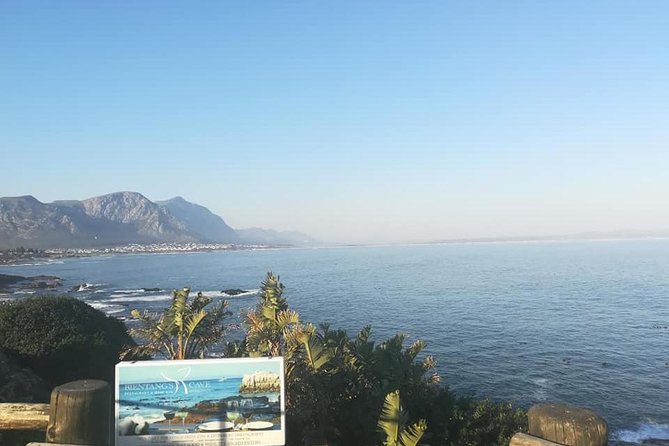 Hermanus Whale Coast Wine Tour (Cape To Grape Wine Tours) - Why this Hermanus wine day works