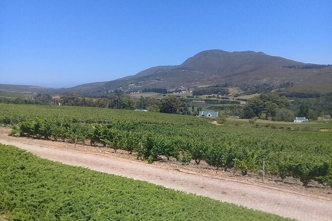 Hermanus Whale Coast Wine Tour (Cape To Grape Wine Tours) - Bouchard Finlayson adds a cellar tour