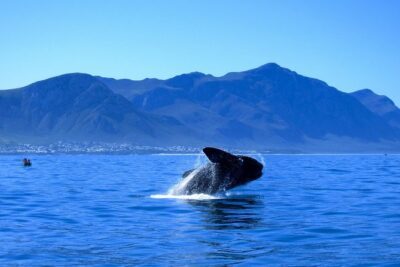 Hermanus Whale Coast Wine Tour (Cape To Grape Wine Tours)
