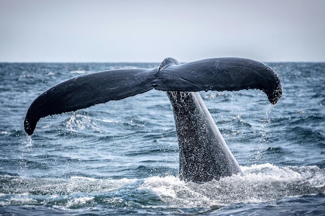 Hermanus Whale Watching and Wine Tasting - The best season for whales