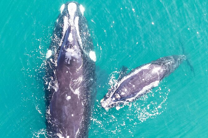 Hermanus Whale Watching and Wine Tasting - Practical advice for a smoother day