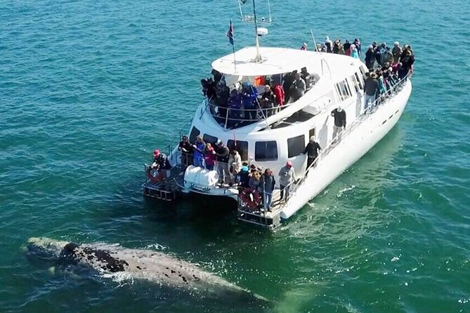 Hermanus Whale Watching and Wine Tasting Private Tour - Key points to know before booking